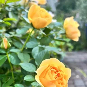 Julia Child Rose Plant - Live Floribunda Bush, Buttery Yellow Flowers, 5-9 Inch Tall - Image 10