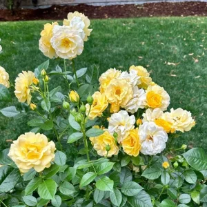 Julia Child Rose Plant - Live Floribunda Bush, Buttery Yellow Flowers, 5-9 Inch Tall - Image 4