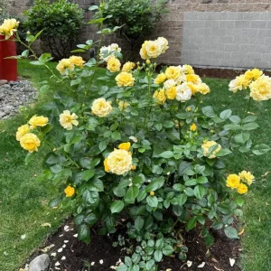 Julia Child Rose Plant - Live Floribunda Bush, Buttery Yellow Flowers, 5-9 Inch Tall - Image 5