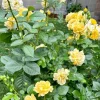 Julia Child Rose Plant - Live Floribunda Bush, Buttery Yellow Flowers, 5-9 Inch Tall - Image 1