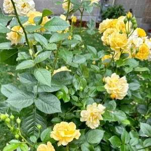 Julia Child Rose Plant - Live Floribunda Bush, Buttery Yellow Flowers, 5-9 Inch Tall - Image 1