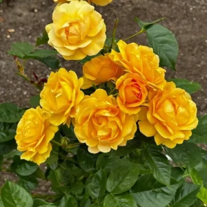 Julia Child Rose Plant - Live Floribunda Bush, Buttery Yellow Flowers, 5-9 Inch Tall - Image 7
