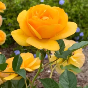 Julia Child Rose Plant - Live Floribunda Bush, Buttery Yellow Flowers, 5-9 Inch Tall - Image 9
