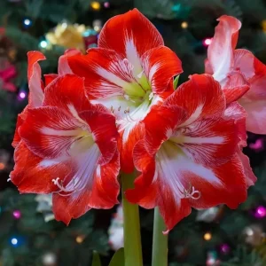 Jumbo White Red Waxed Amaryllis Plant Bulb – Holiday Decorations – Easy Grow - Image 2