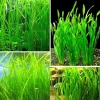 Jungle Val Live Aquarium Plants - 6 Green Vallisneria, 4-6 Inches Tall - Image 1