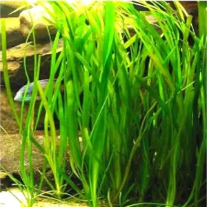 Jungle Vallisneria Live Aquarium Plants - 12 Stems, 4-6 inches Tall - Image 4