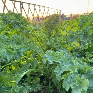 Kailaan Seeds - 500 Seeds - Big Stem Chinese Broccoli (Gai Lan) - Image 3