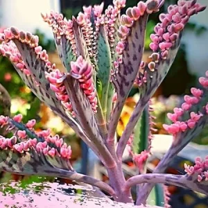 Kalanchoe Pink Butterfly Live Plant - Variegated Mother of Thousands Succulent, Pink, 2 Inch Pot - Image 1