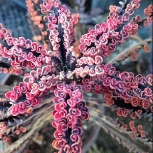 Kalanchoe Pink Butterfly Live Plant – Variegated Succulent – 2 Inch Pot – Pink – Indoor/Outdoor - Image 5