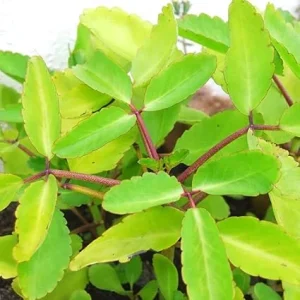 Kalanchoe Pinnata Live Plant – 4 to 6 Inch Height – Indoor Outdoor Succulent - Image 3