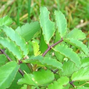 Kalanchoe Pinnata Live Plant – Rooted, 4-6 Inch Tall, In Pot – Indoor/Outdoor - Image 4