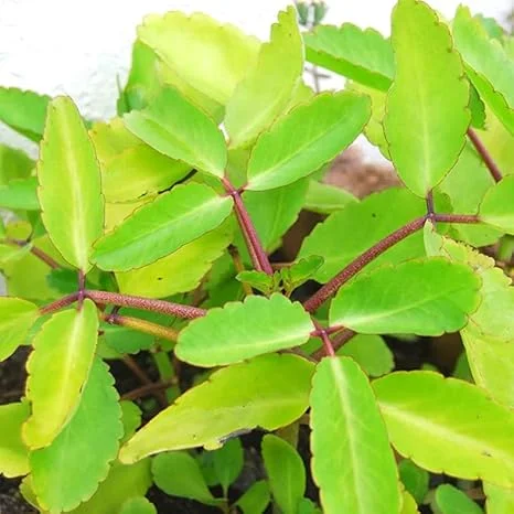 Kalanchoe Pinnata Live Plants - 2 Rooted Plants, 4-6 Inches Tall - Outdoor/Indoor - Image 7