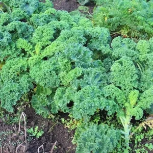 Kale Live Plant – 4 Inch Potted Vegetable – Full Sun Outdoor Edible - Image 1