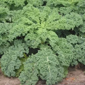Kale Live Plant – Vegetable Kale Plant – Cold Hardy – 3 to 5 Inch Tall – Outdoor - Image 3