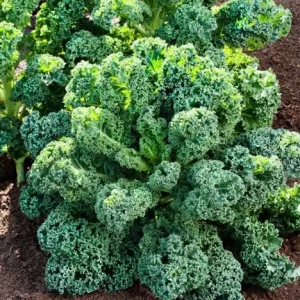 Kale Live Plant – Vegetable Kale Plant – Cold Hardy – 3 to 5 Inch Tall – Outdoor - Image 5