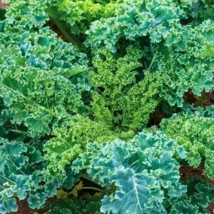 Kale Live Plant – Vegetable Kale Plant – Cold Hardy – 3 to 5 Inch Tall – Outdoor - Image 6