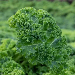 Kale Live Plant – Vegetable Kale Plant – Cold Hardy – 3 to 5 Inch Tall – Outdoor - Image 7