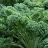 Kale Live Plant – Vegetable Kale Plant – Cold Hardy – 3 to 5 Inch Tall – Outdoor - Image 1