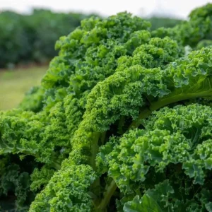 Kale Live Plant – Vegetable Kale Plant – Cold Hardy – 3 to 5 Inch Tall – Outdoor - Image 8