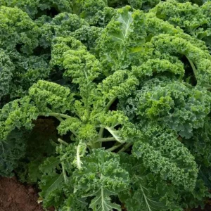 Kale Live Plant – Vegetable Kale Plant – Cold Hardy – 3 to 5 Inch Tall – Outdoor - Image 9