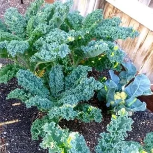 Kale Live Plants - Set of 2, 4 Inch Pot, Hardy Vegetable for Planting - Image 2