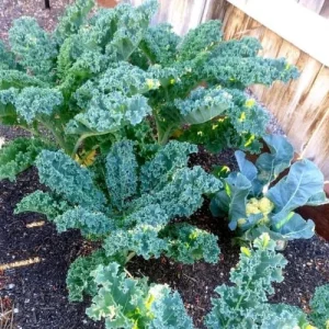 Kale Live Plants - Set of 2, 4 Inch Pot, Hardy Vegetable for Planting - Image 4