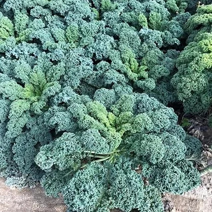 Kale Live Plants – Vegetable – Set of 2 – 4 Inch Pots – Full Sun - Image 1