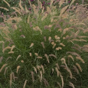 Karley Rose Fountain Grass Live Plant - Pink Pennisetum Orientale Starter, 5-8 Inch Tall, Perennial Ornamental Grass - Image 2