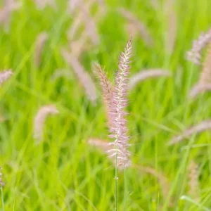 Karley Rose Fountain Grass Live Plant - Pink Pennisetum Orientale Starter, 5-8 Inch Tall, Perennial Ornamental Grass - Image 5