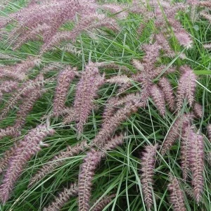 Karley Rose Fountain Grass Live Plant - Pink Pennisetum Orientale Starter, 5-8 Inch Tall, Perennial Ornamental Grass - Image 7