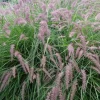 Karley Rose Fountain Grass Live Plant - Pink Pennisetum Orientale Starter, 5-8 Inch Tall, Perennial Ornamental Grass - Image 1