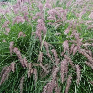 Karley Rose Fountain Grass Live Plant - Pink Pennisetum Orientale Starter, 5-8 Inch Tall, Perennial Ornamental Grass - Image 1