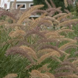 Karley Rose Fountain Grass Live Plant - Pink Pennisetum Orientale Starter, 5-8 Inch Tall, Perennial Ornamental Grass - Image 9
