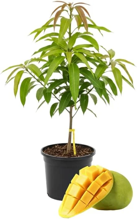 Kent Mango Tree Live Plant – Grafted – 3 Gallon Pot – Sweet Tropical Fruit – Outdoor - Image 2
