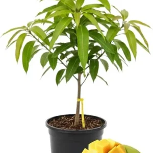 Kent Mango Tree Live Plant – Grafted, 3 Gallon Pot, Sweet Tropical Fruit - Image 2