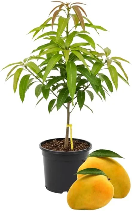 Kent Mango Tree Live Plant – Grafted – 3 Gallon Pot – Sweet Tropical Fruit – Outdoor - Image 4