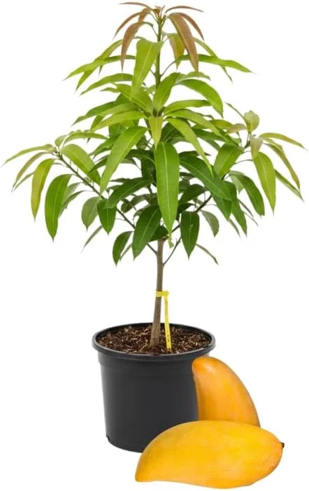 Kent Mango Tree Live Plant – Grafted – 3 Gallon Pot – Sweet Tropical Fruit – Outdoor - Image 5