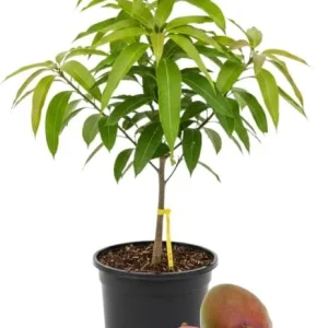 Kent Mango Tree Live Plant – Grafted – 3 Gallon Pot – Sweet Tropical Fruit – Outdoor - Image 6