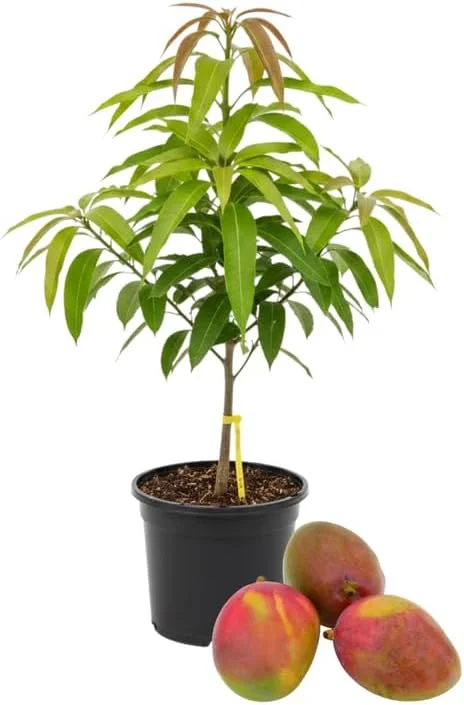 Kent Mango Tree Live Plant – Grafted – 3 Gallon Pot – Sweet Tropical Fruit – Outdoor - Image 6