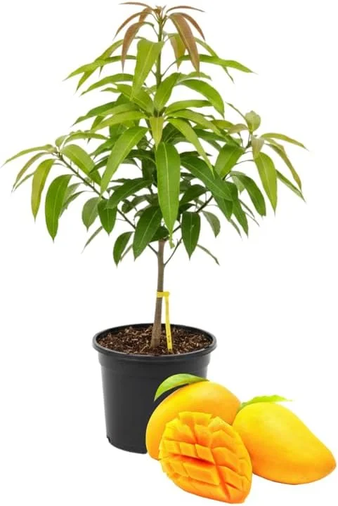 Kent Mango Tree Live Plant – Grafted – 3 Gallon Pot – Sweet Tropical Fruit – Outdoor - Image 7