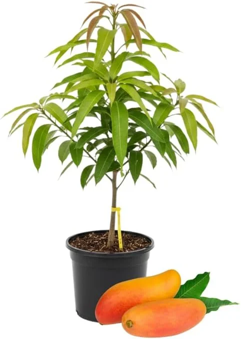 Kent Mango Tree Live Plant – Grafted – 3 Gallon Pot – Sweet Tropical Fruit – Outdoor - Image 8