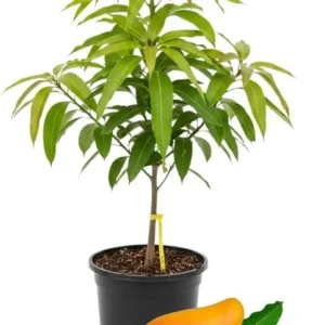 Kent Mango Tree Live Plant – Grafted, 3 Gallon Pot, Sweet Tropical Fruit - Image 8