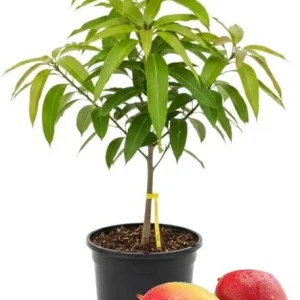 Kent Mango Tree Live Plant – Grafted – 3 Gallon Pot – Sweet Tropical Fruit – Outdoor - Image 1