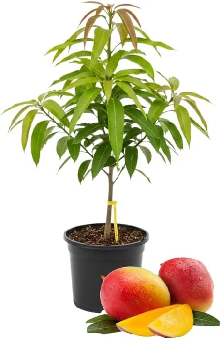 Kent Mango Tree Live Plant – Grafted – 3 Gallon Pot – Sweet Tropical Fruit – Outdoor - Image 1