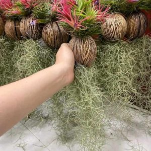 Assorted Tillandsia Air Plants - Live Indoor Airplants Variety Pack (12)