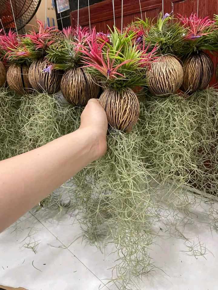 Assorted Tillandsia Air Plants - Live Indoor Airplants Variety Pack (12)