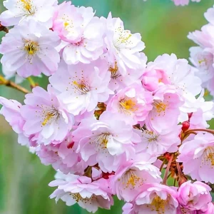 Kwanzan Flowering Cherry Tree Live Plant - Pink Double Blooms, 2.5 Inch Pot - Image 2