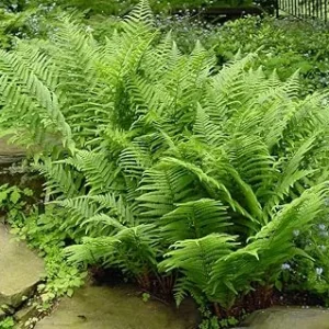 Lady Fern Bare Roots - 10 Pack, 3-5 Inches Tall, Outdoor Ground Cover Plants - Image 2