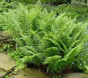 Lady Fern Bare Roots - 10 Pack, 3-5 Inches Tall, Outdoor Ground Cover Plants - Image 4