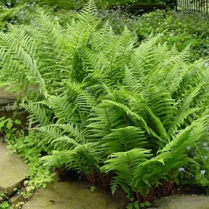 Lady Fern Bare Roots - 10 Pack, 3-5 Inches Tall, Outdoor Ground Cover Plants - Image 5